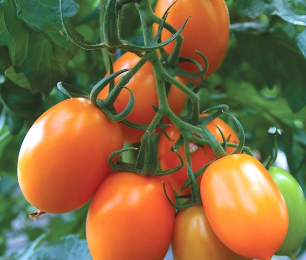 Alle Tomatensaat kaufen zusammengefasst