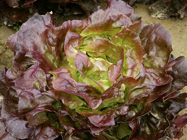3 Laus resistente Salate